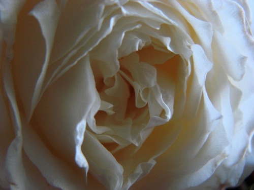 A Rose Up Close